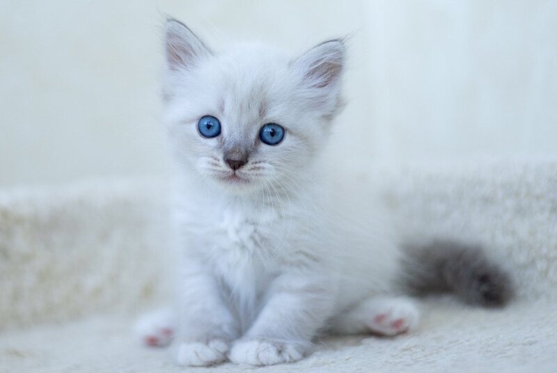 Helena Siberian female, blue with white tabby pointed