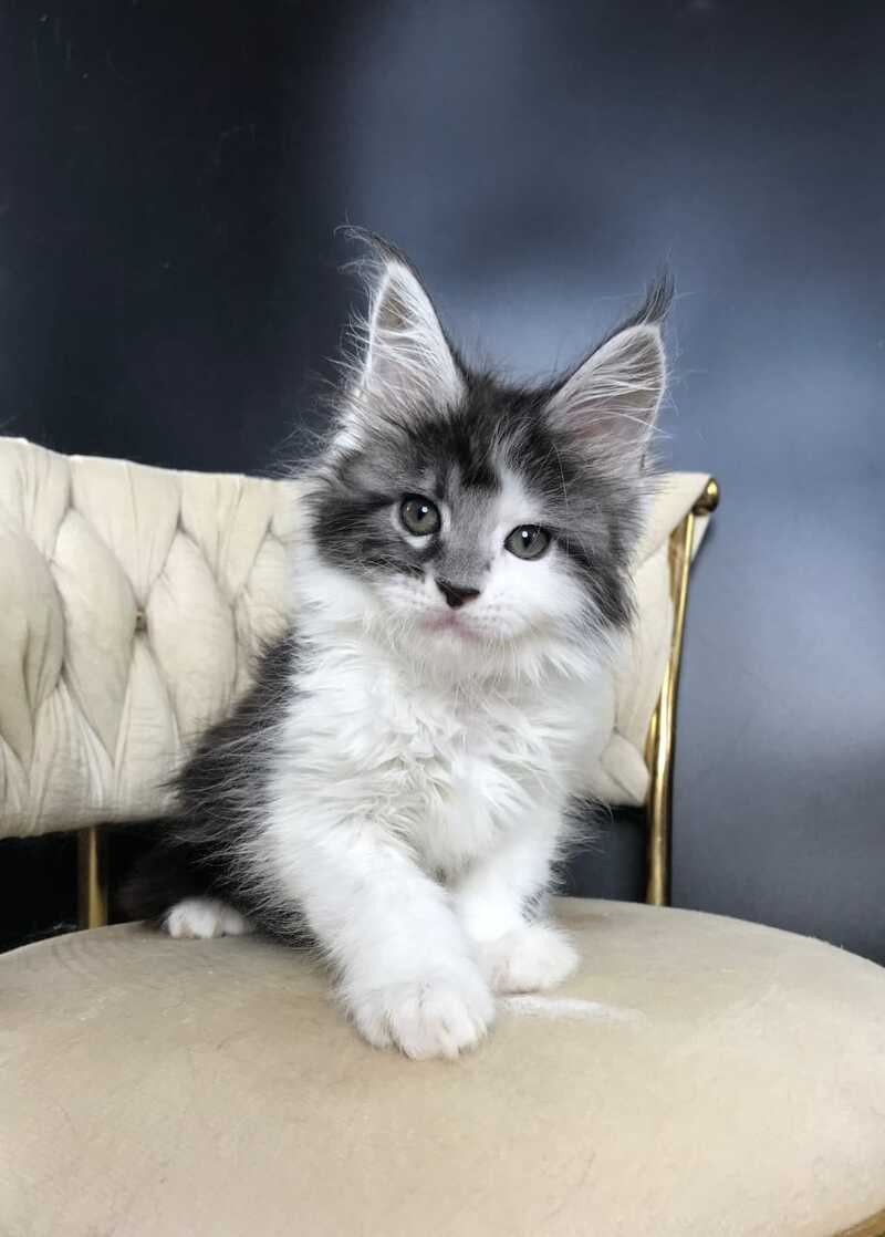 Winston Maine Coon male, black tabby bicolour