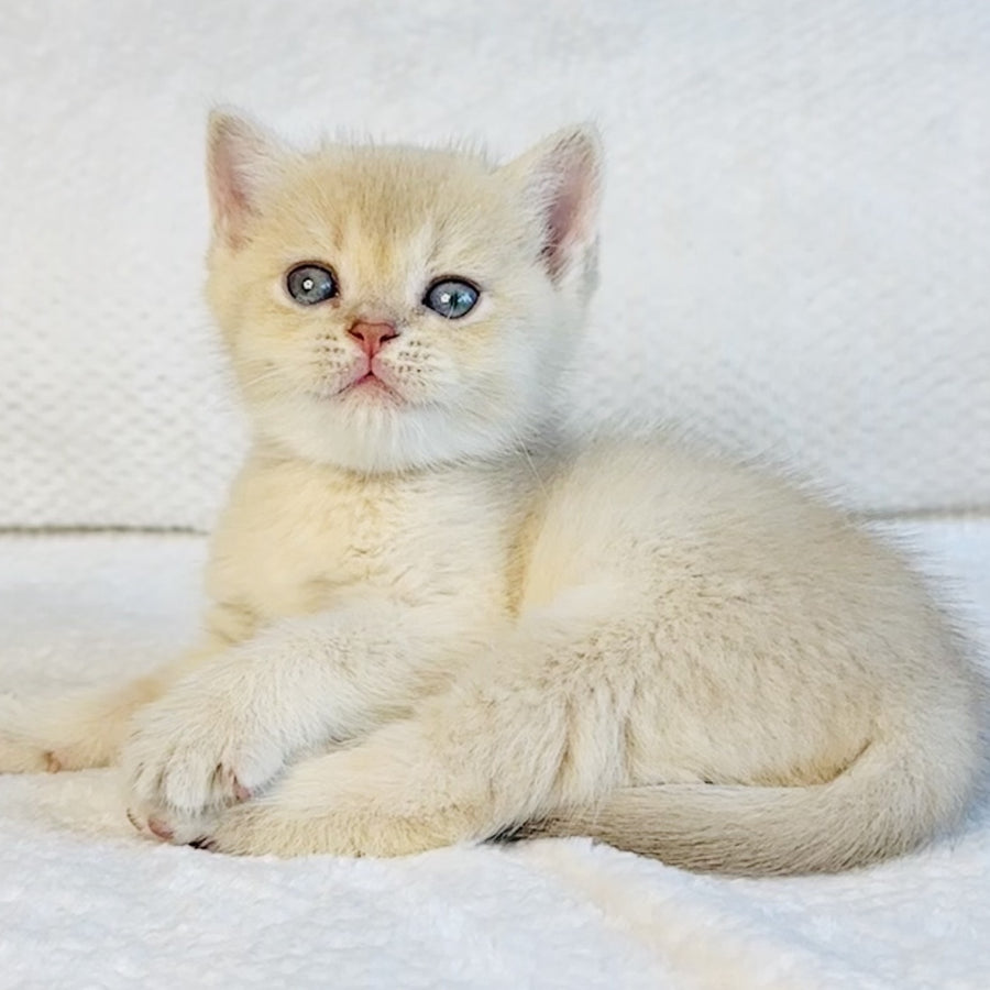 Galaxy Star British Shorthair male, lilac golden shaded