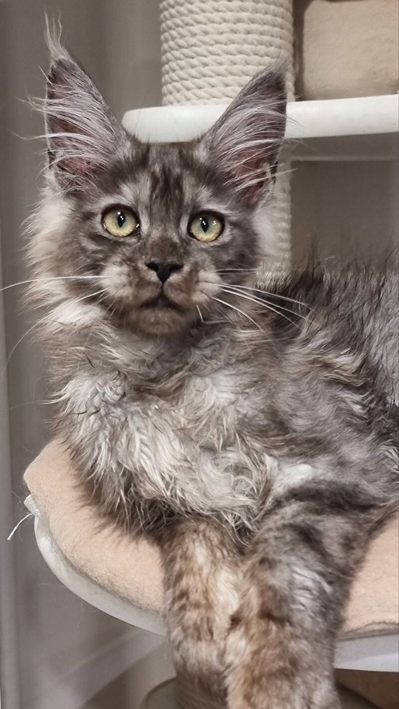 Cassia Maine Coon female black silver - live animals