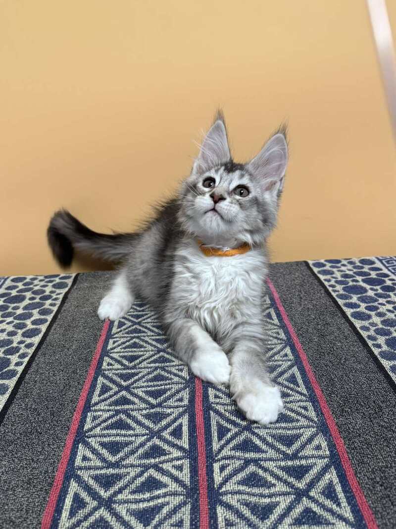 Italy Maine Coon female black tortie silver ticked tabby live animals
