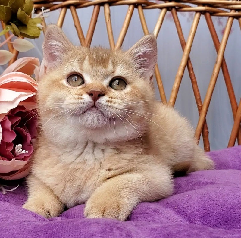 Ralph British Shorthair male cinnamon golden shaded - live animals