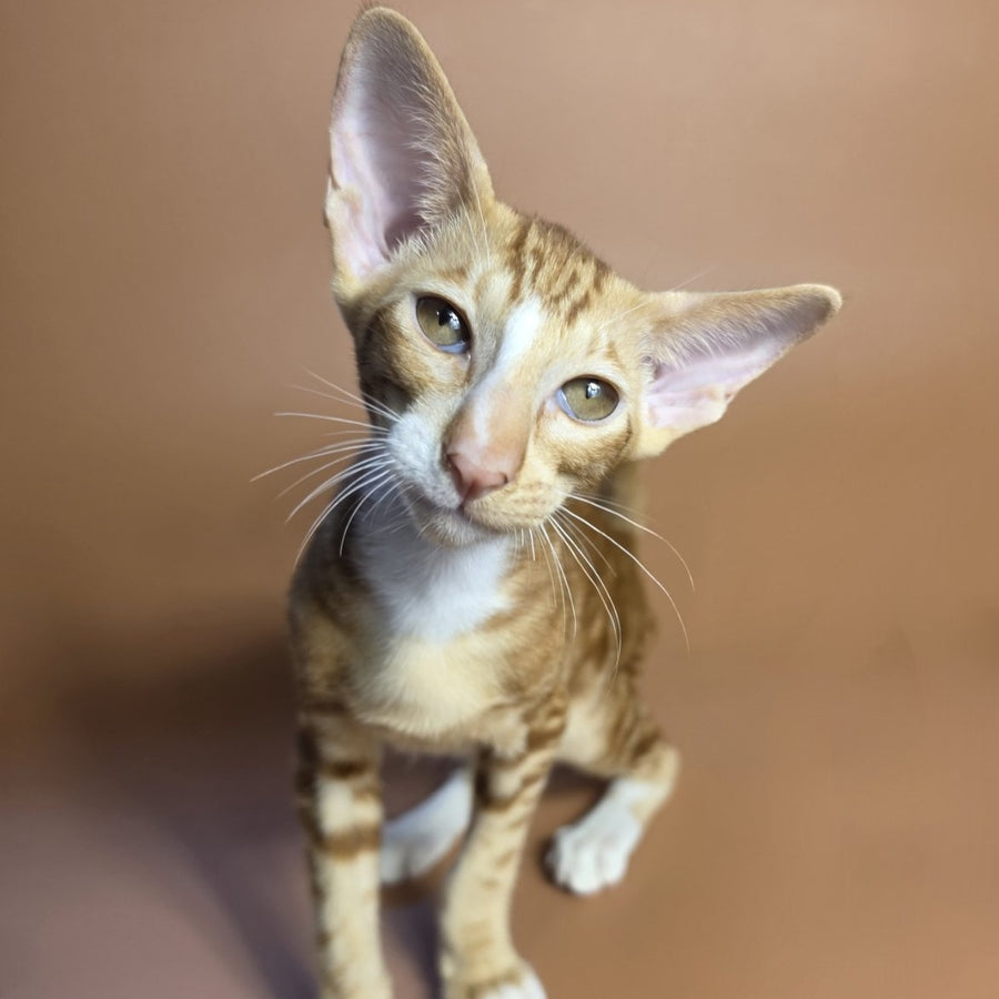 Xylan Oriental Shorthair male, red tabby mitted