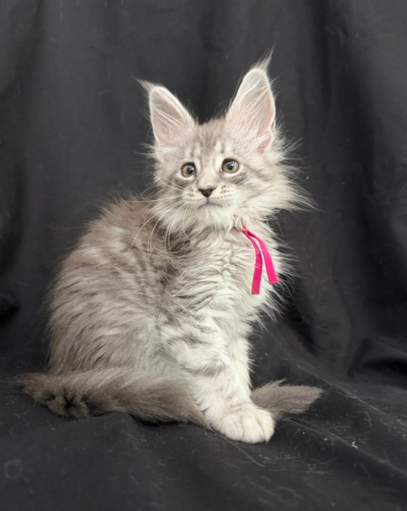 Zama Maine Coon female, blue silver tabby