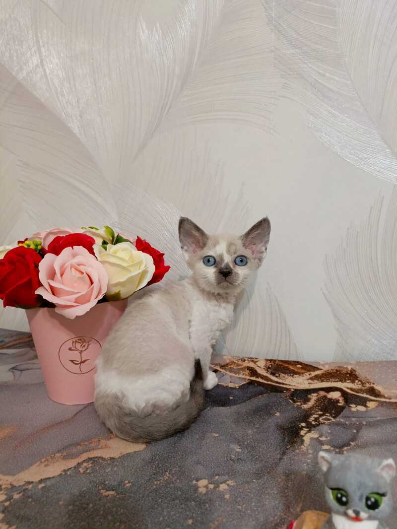 Mercedes Devon Rex female blue pointed bicolour - live animals