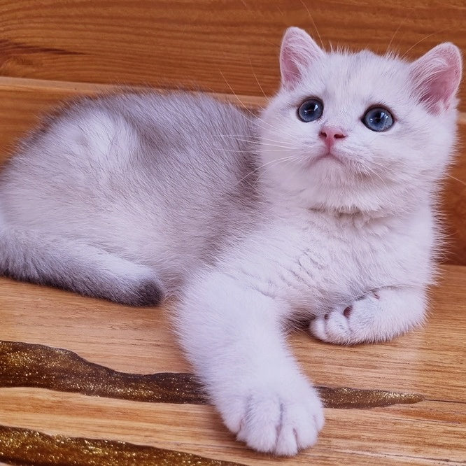 Ilary British Shorthair male, blue golden chinchilla