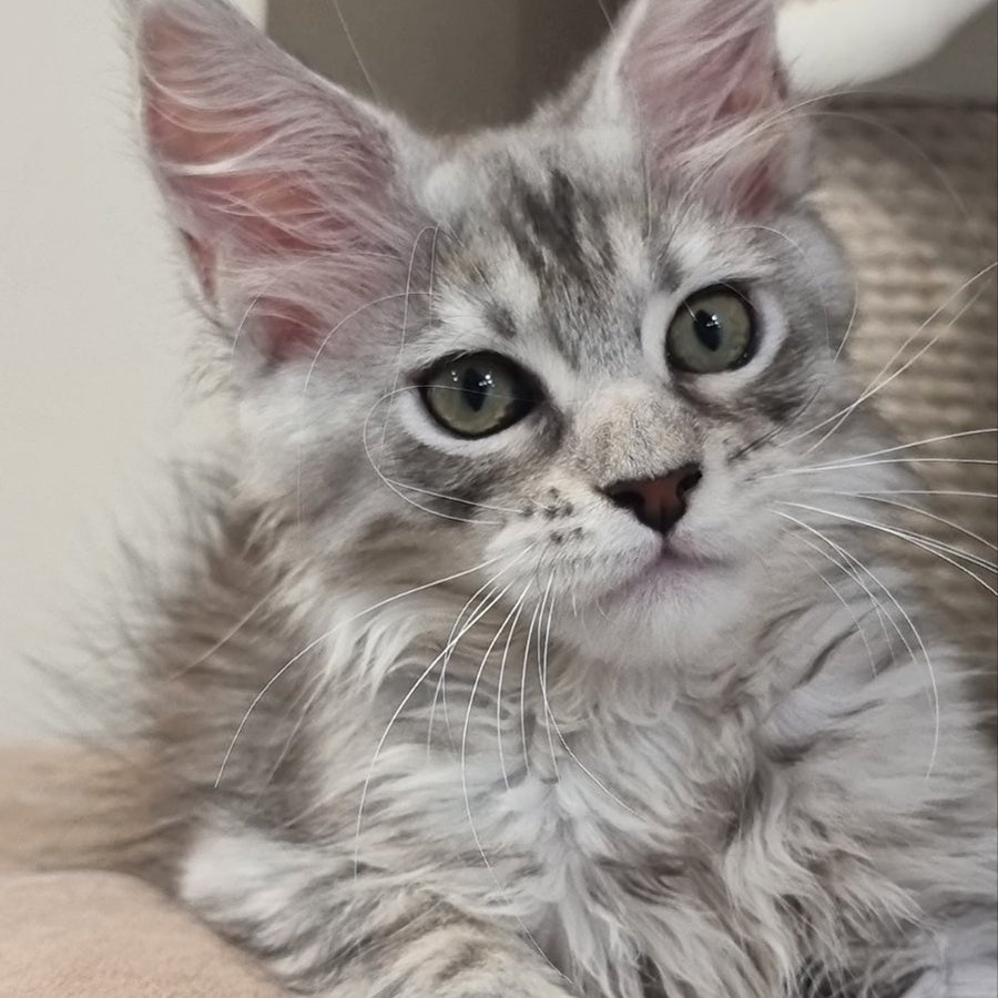 Elit Maine Coon male, black silver spotted tabby