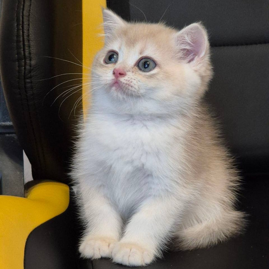 Kitty British Shorthair female, blue golden chinchilla
