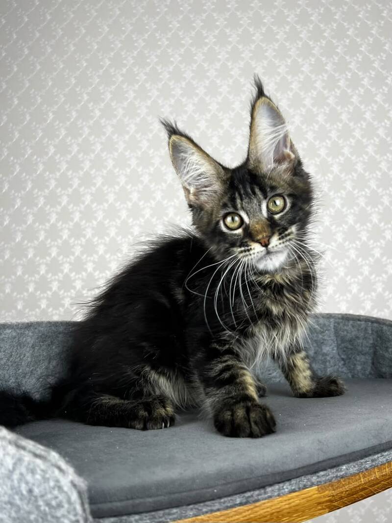 Necko Maine Coon male, black tabby