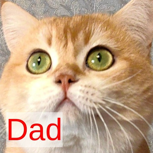 Bella Scottish Straight female, black golden shaded