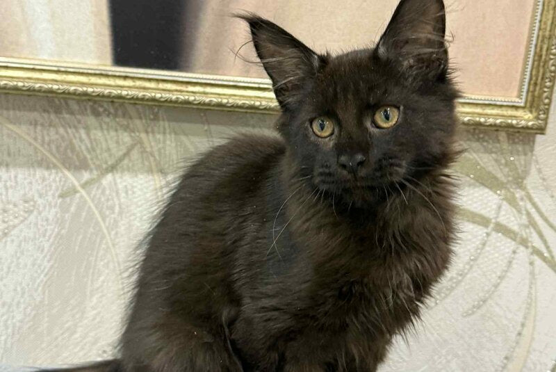 Faust Maine Coon male, black