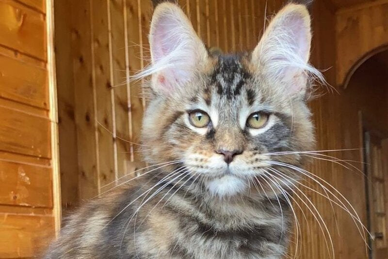 Fifa Maine Coon female, black tortie tabby