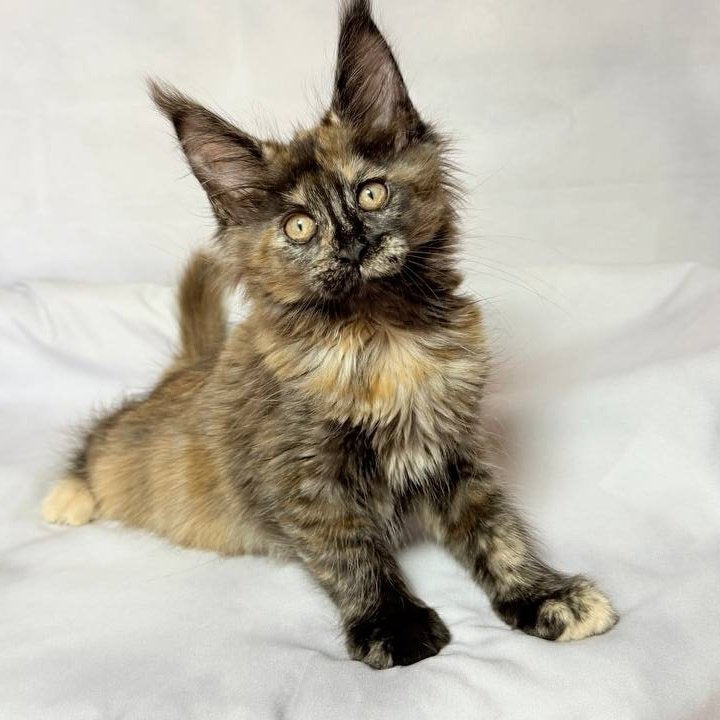 Lionella Maine Coon female, black tortie