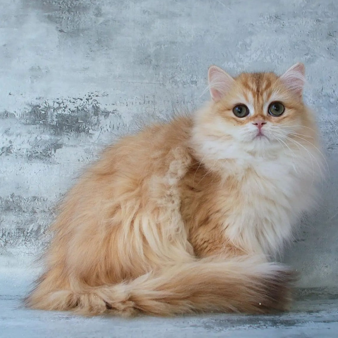 Jady British Longhair female, chocolate golden chinchilla