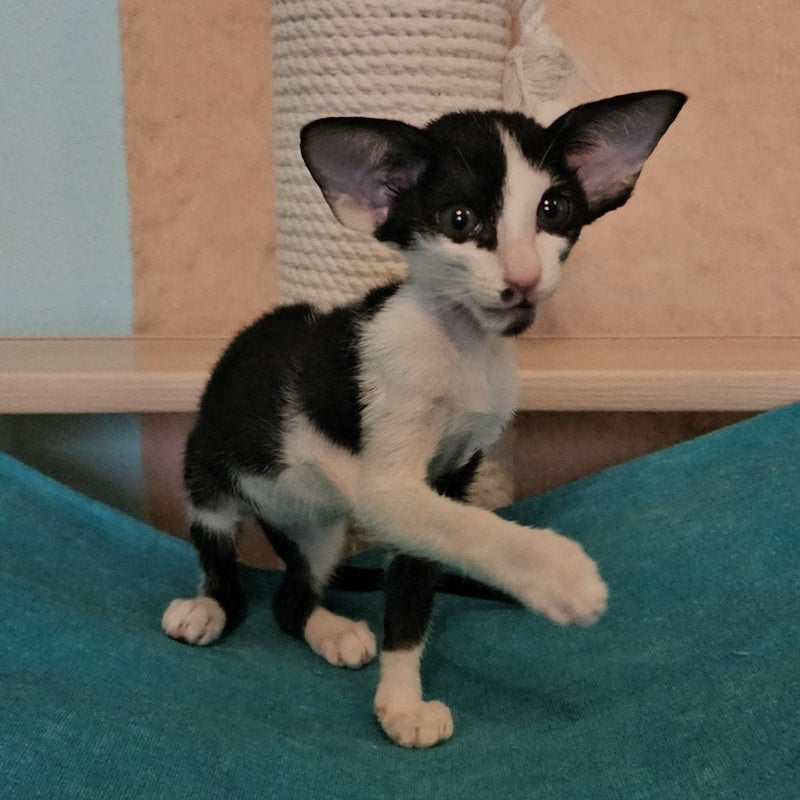 Sindy Oriental Shorthair female, black bicolour