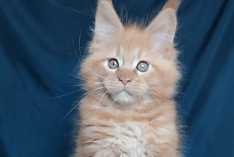 Vivat Maine Coon male, red