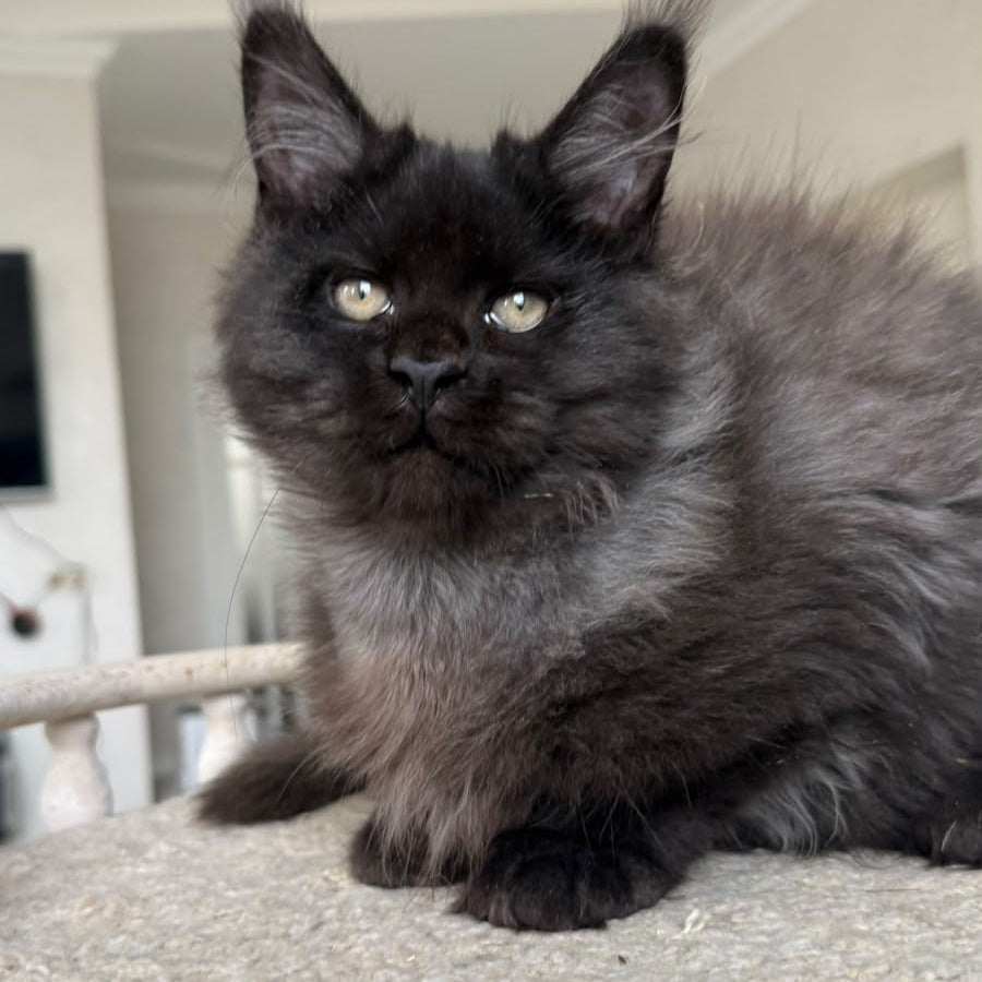 Tibet Maine Coon male, black silver