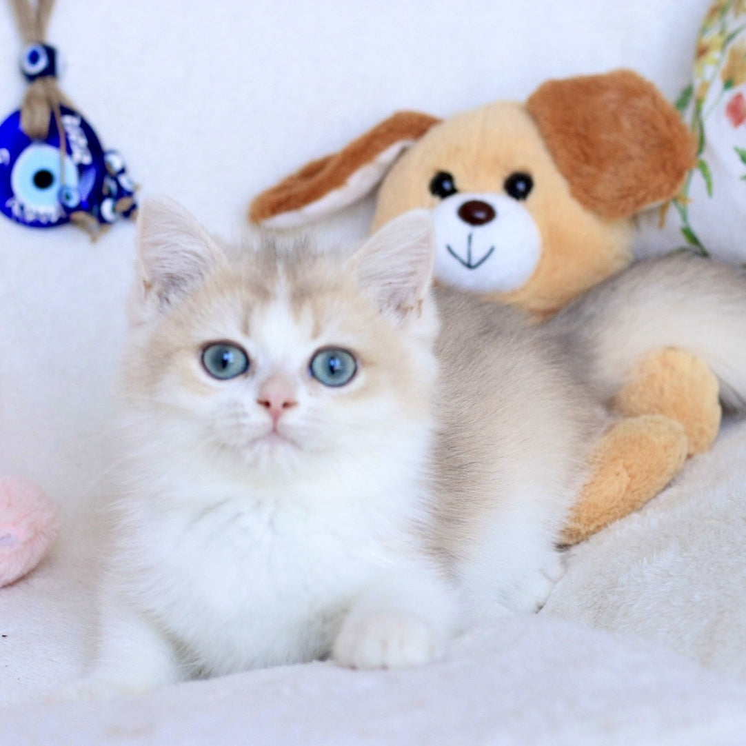 Watson British Shorthair male, blue golden chinchilla bicolour