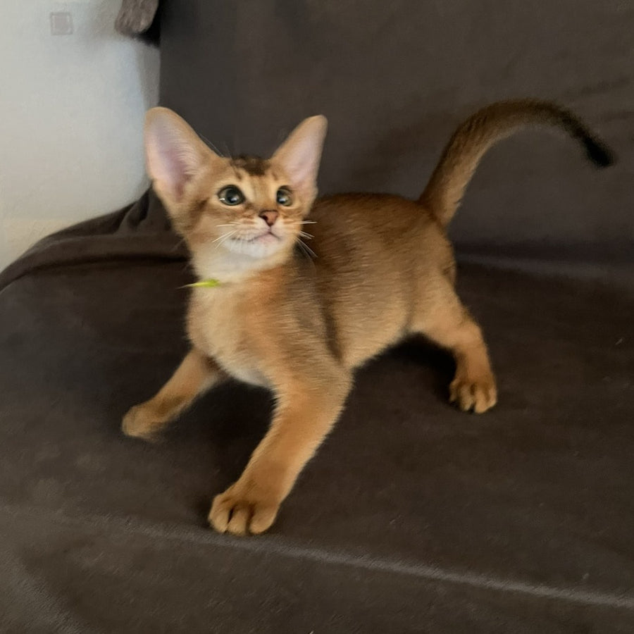 Flora Abyssinian female, black