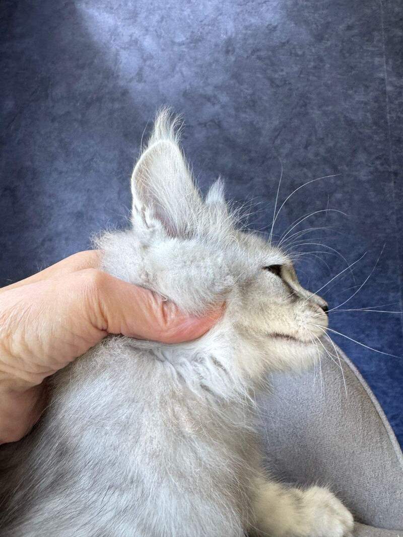 Vadash Maine Coon male black silver spotted tabby - live animals