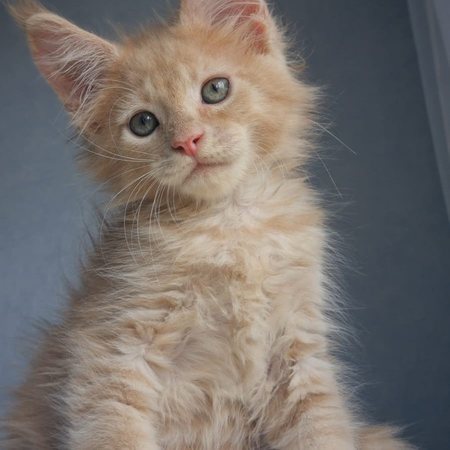 Paul Maine Coon male, cream