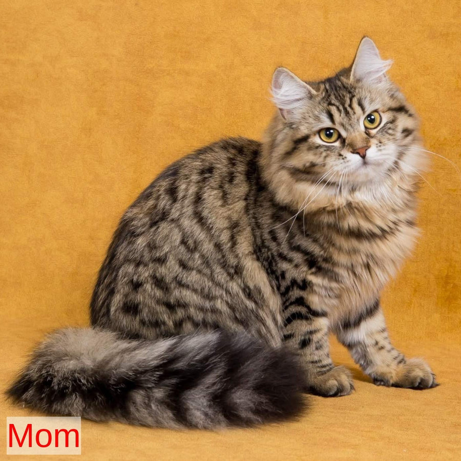 Kazimir Siberian male, black spotted tabby
