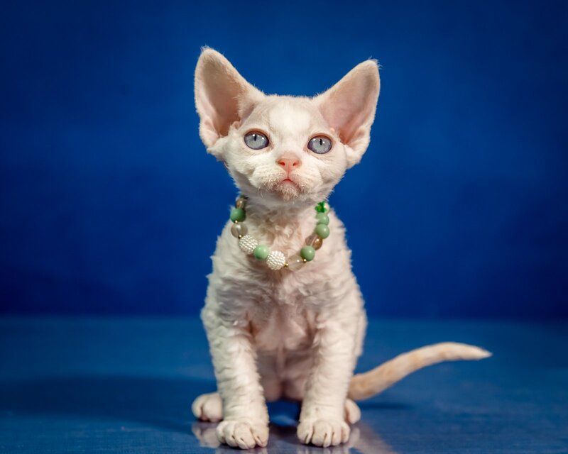 Ice Berry Devon Rex male red pointed - live animals