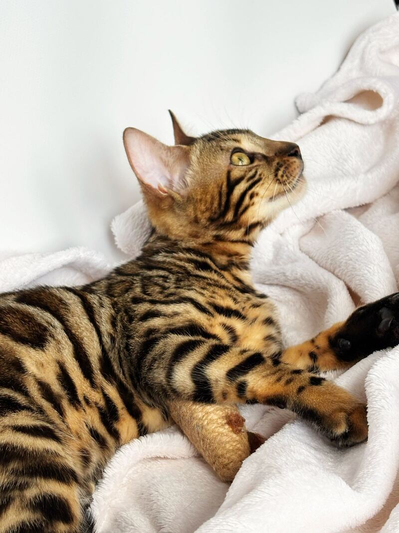 Lola Bengal female black spotted tabby - live animals