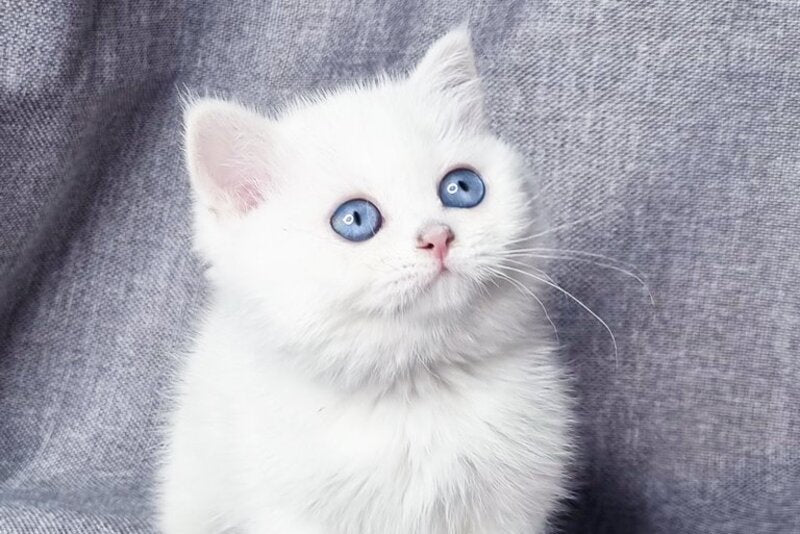 Hayley British Shorthair female, black silver shaded pointed