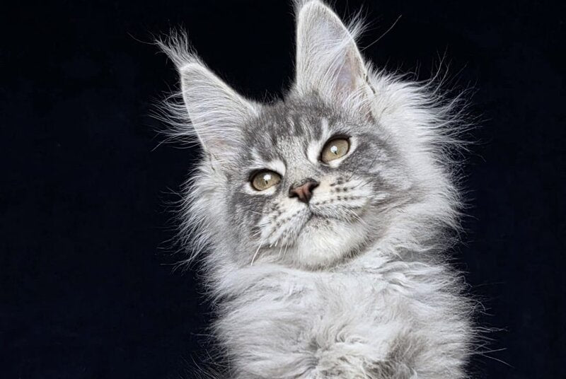 Caruso Maine Coon male, black silver tabby