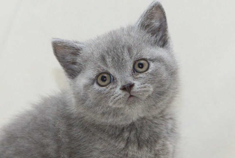Otello British Shorthair male, blue