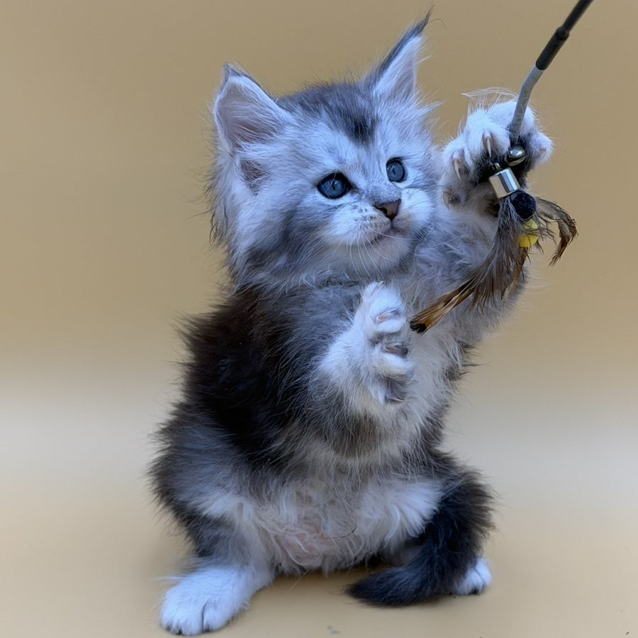 Hugo Maine Coon male, black silver ticked tabby
