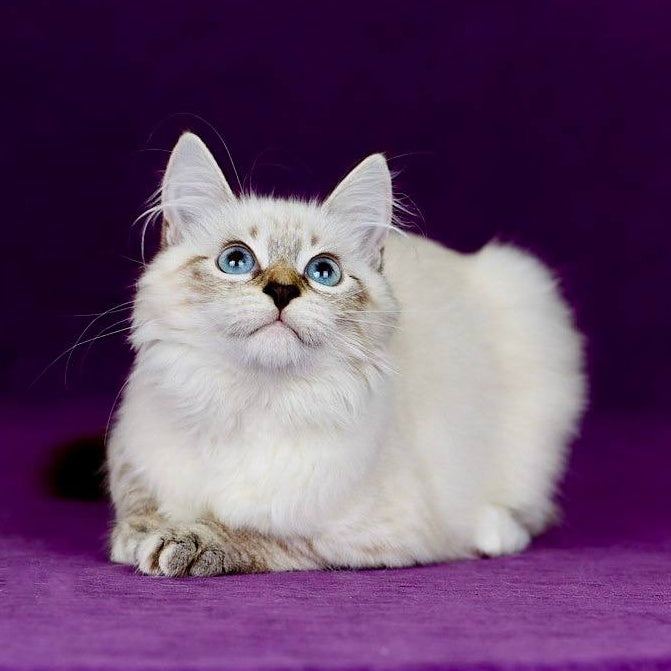 Jinnie Siberian female, black with white tabby pointed
