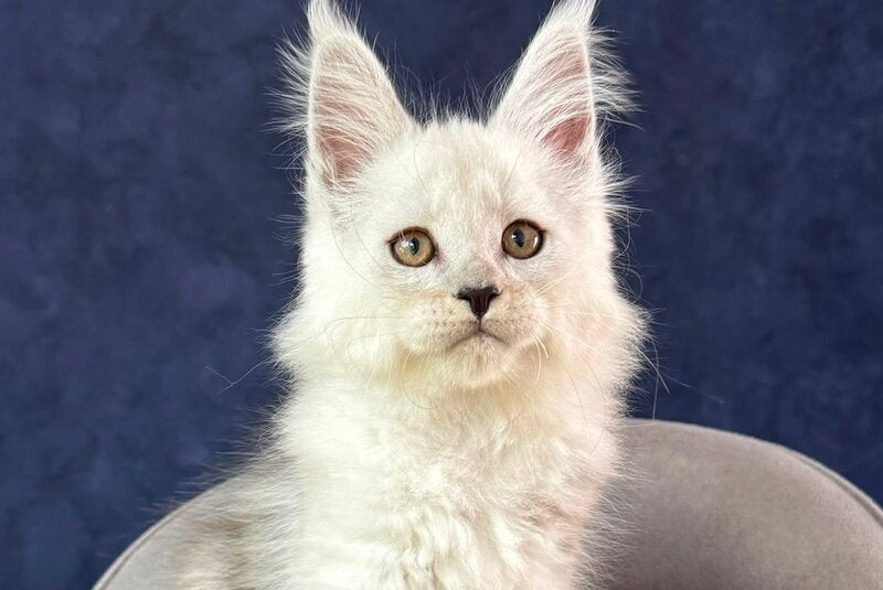 Effect Maine Coon male, black silver