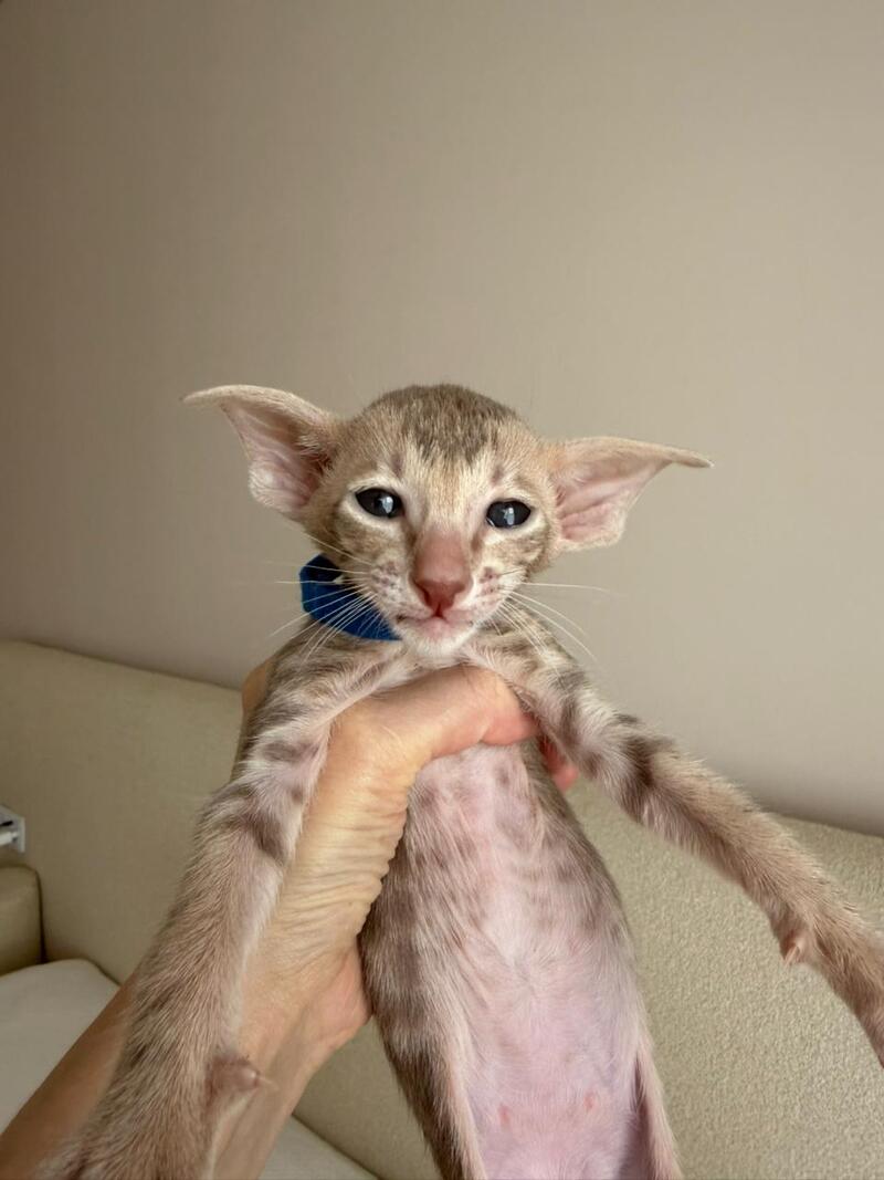 Atlas Oriental Shorthair male lilac tabby - live animals