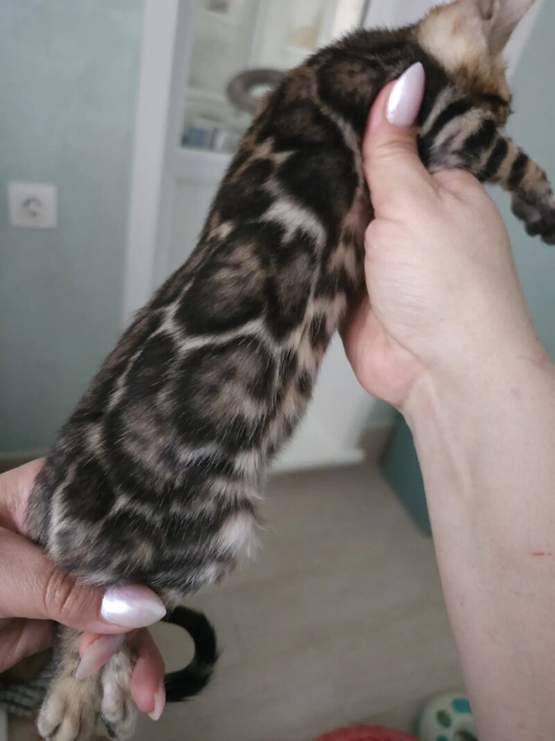 Tomagochi Bengal male black spotted tabby - live animals