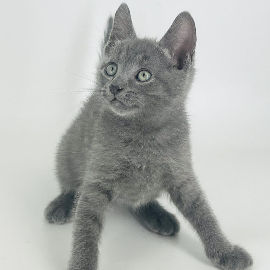 Archie Russian Blue male, blue