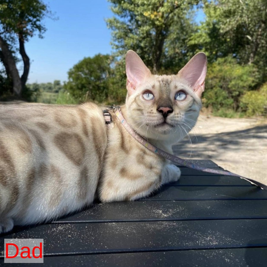 Walter Bengal male, black spotted tabby pointed