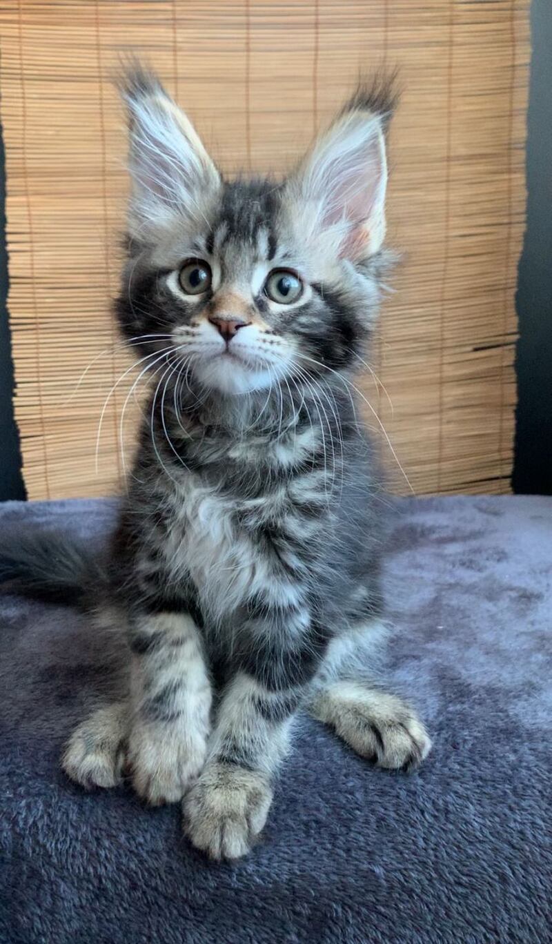 Itaka Maine Coon female black tabby live animals