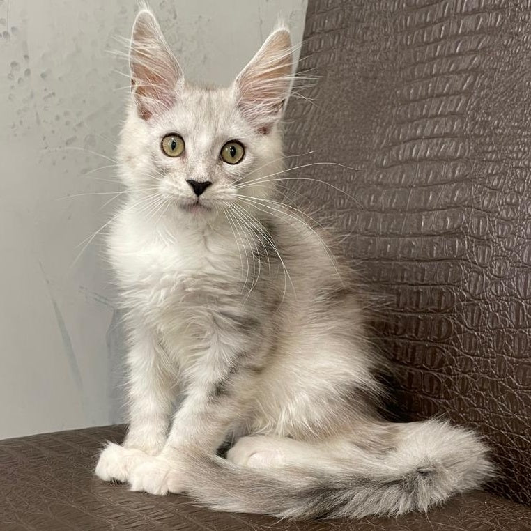 Kira Maine Coon female, black silver bicolour ticked tabby