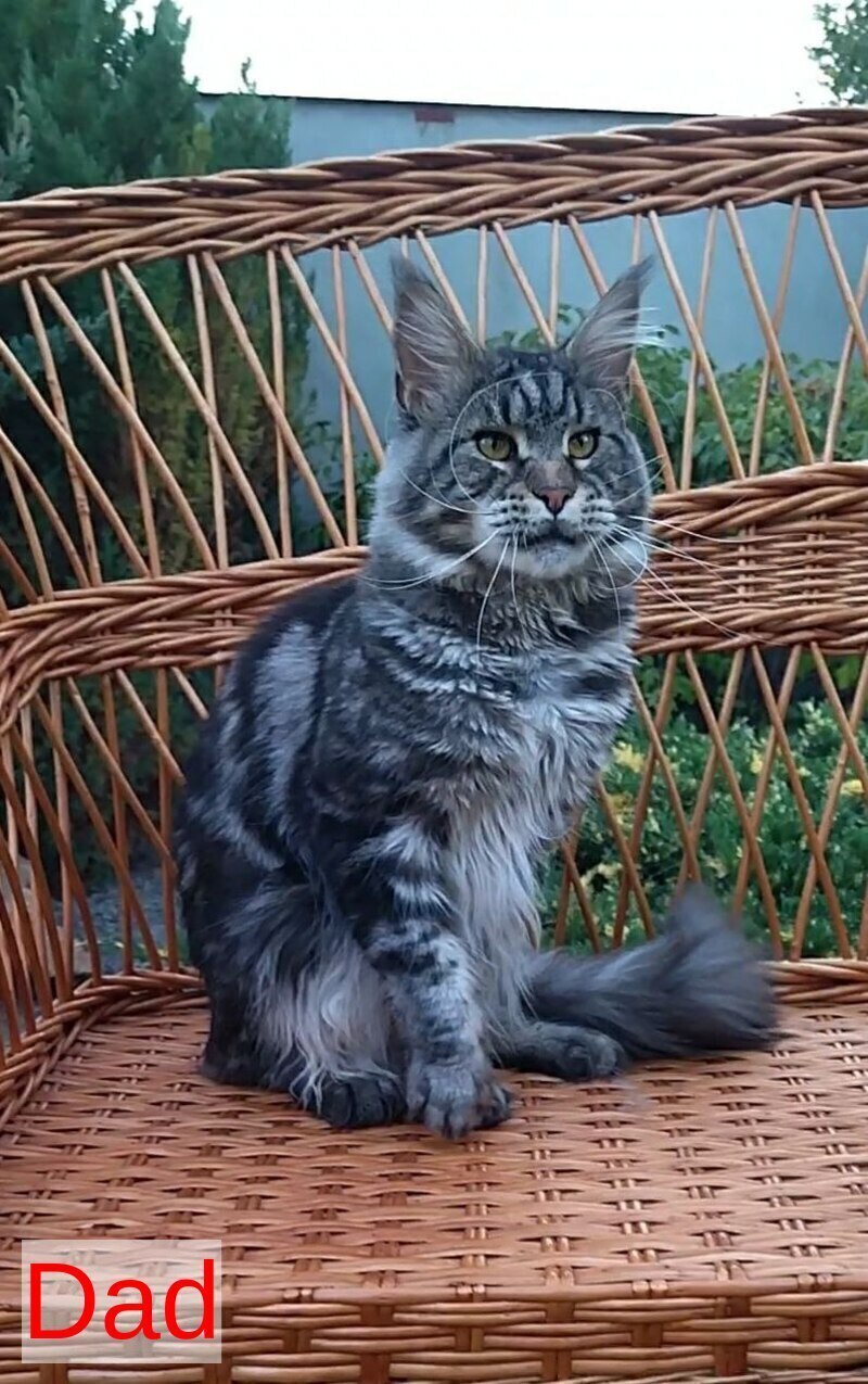 Isabelle Maine Coon female black silver live animals