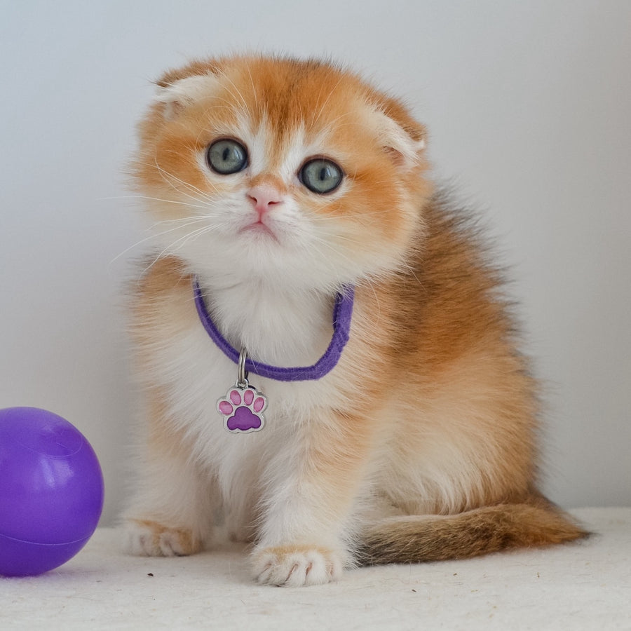 Hector Scottish Fold male, black golden chinchilla