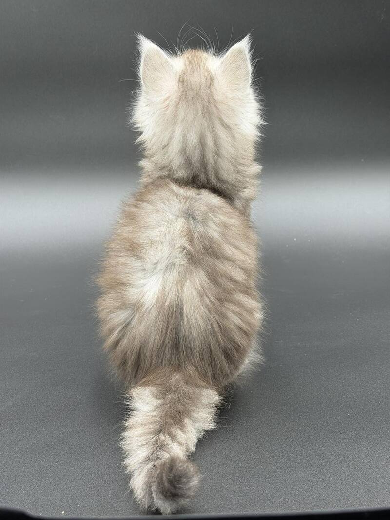 Ronald Maine Coon polydactyl male black silver spotted tabby - live animals