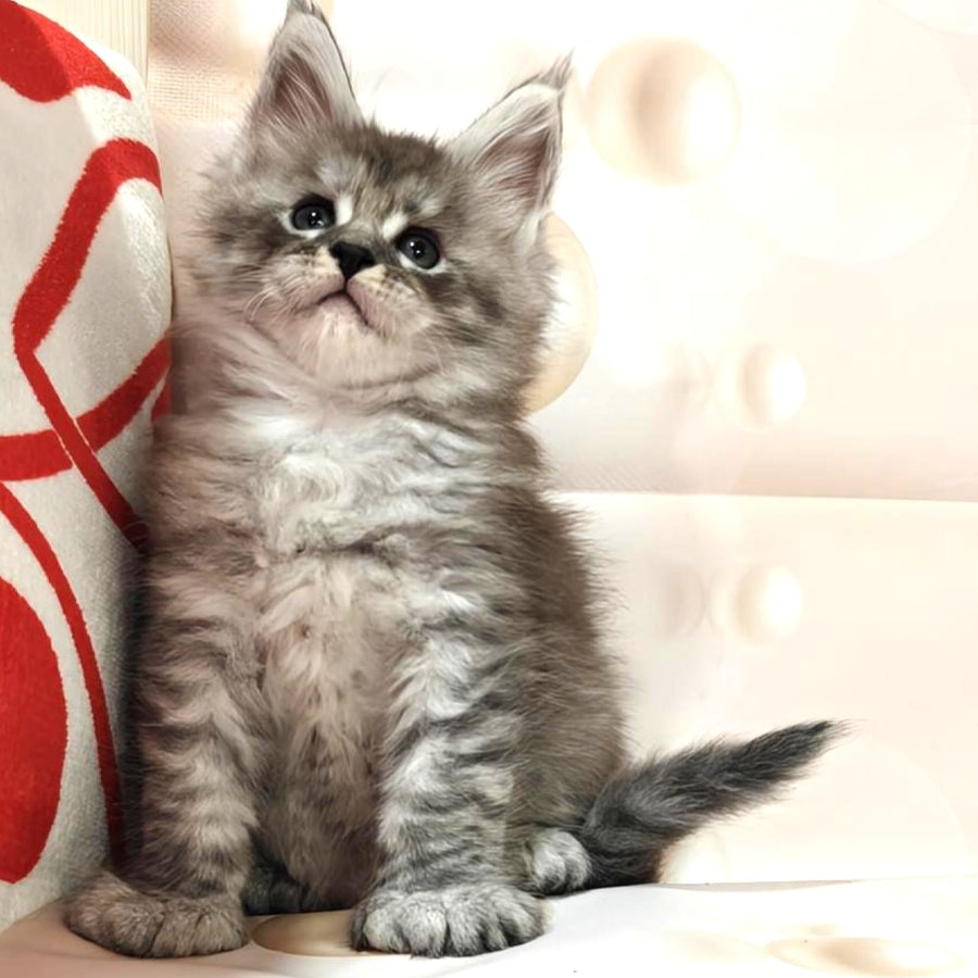 Favourite Maine Coon polydactyl 6x6x6x6 male, black silver
