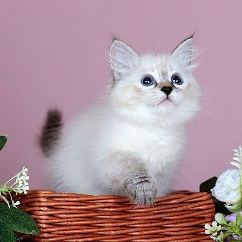 Juliet Siberian female, black with white tabby pointed