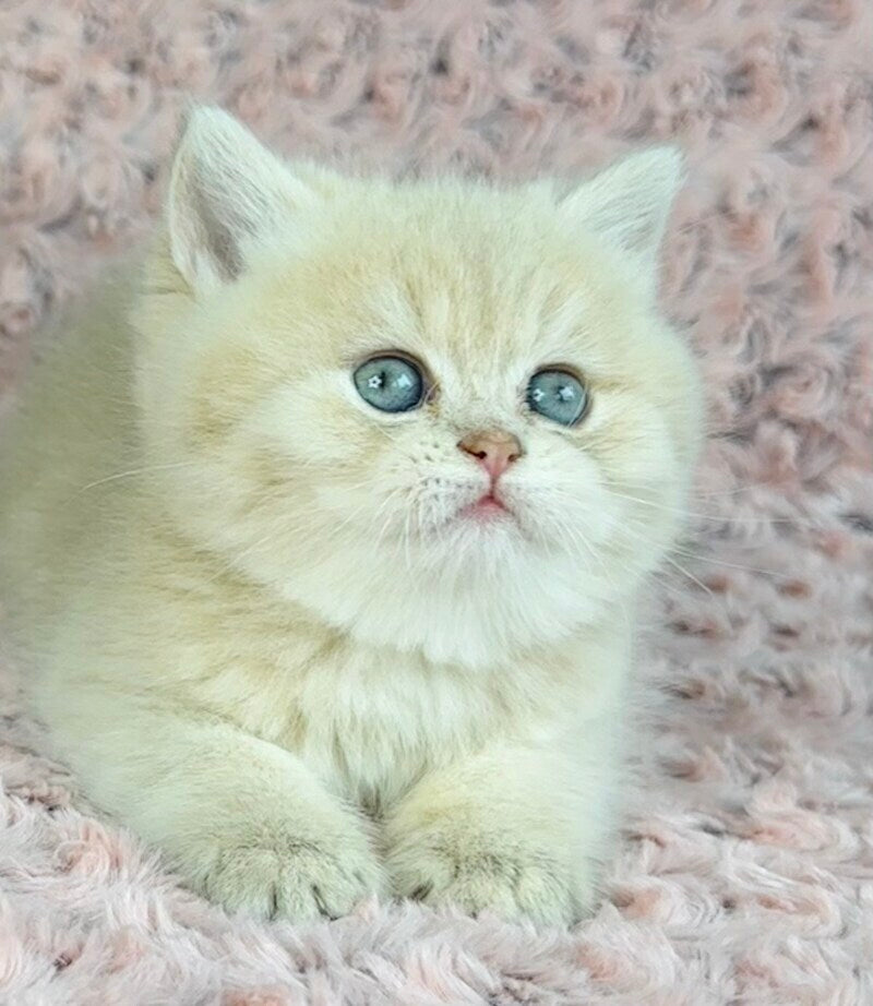 Beautiful Anita British Shorthair female lilac golden spotted tabby - live animals