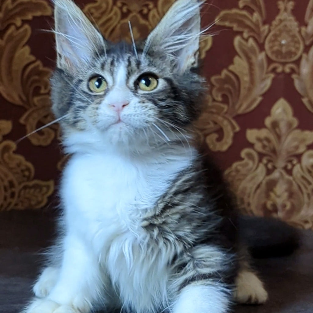 Holika Maine Coon female, black tabby with white