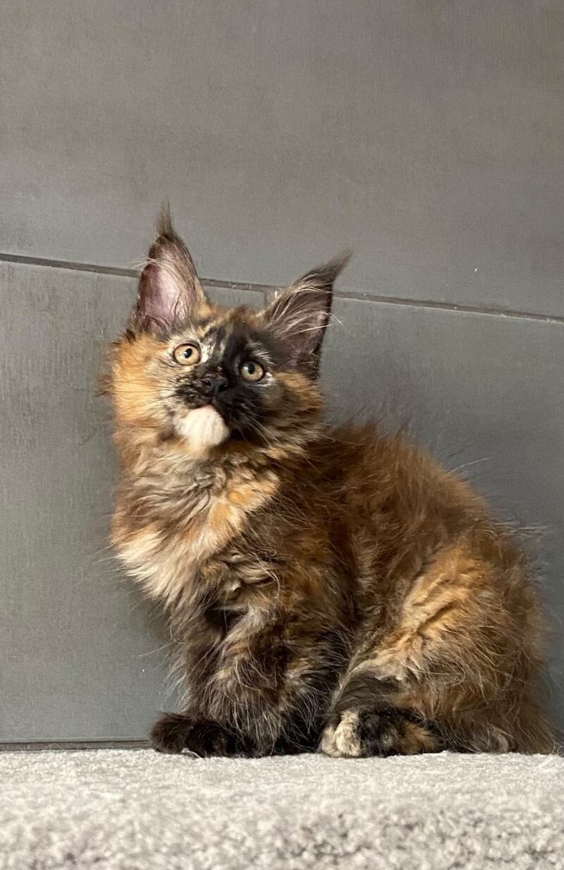 West Coast Maine Coon female, black tortie