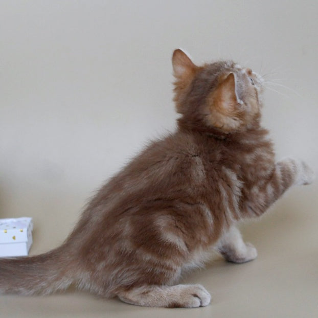 Tasha Scottish Straight male, cinnamon tabby