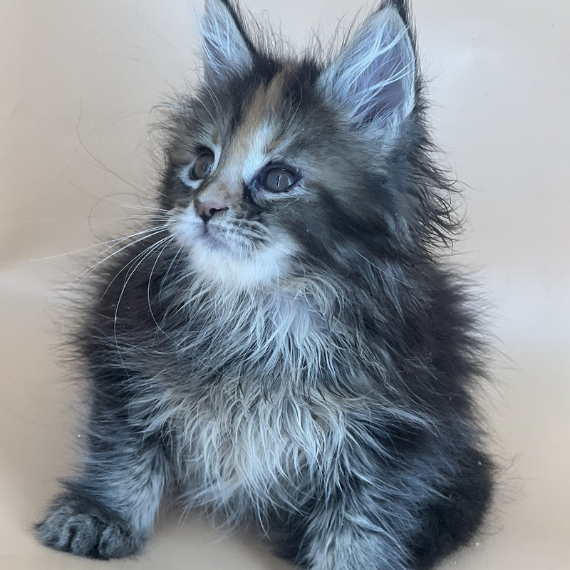 Bella Maine Coon female, black tortie silver
